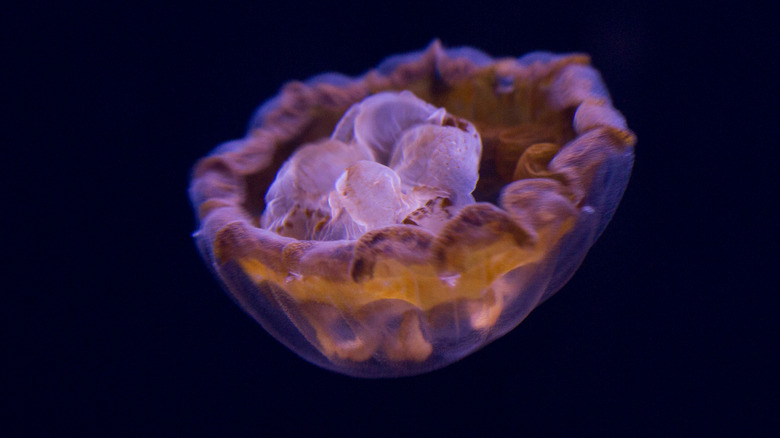 The thimble jellyfish that causes seabather's eruption