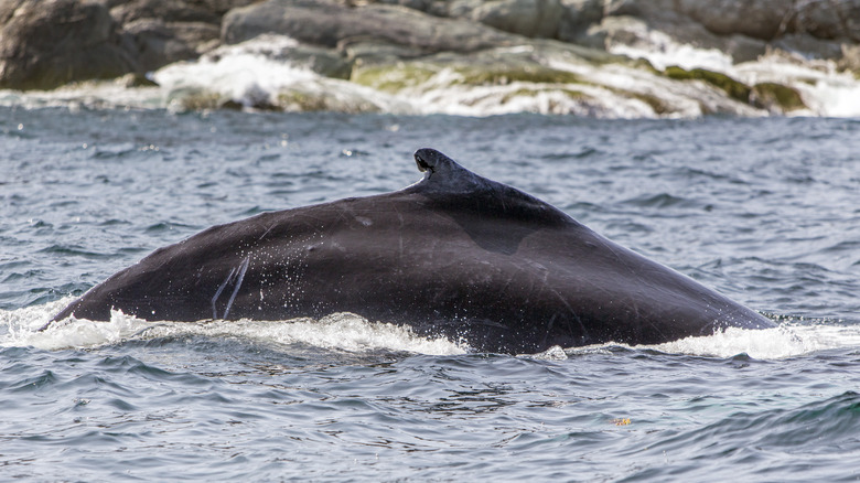 Humpback whale Newfoundland