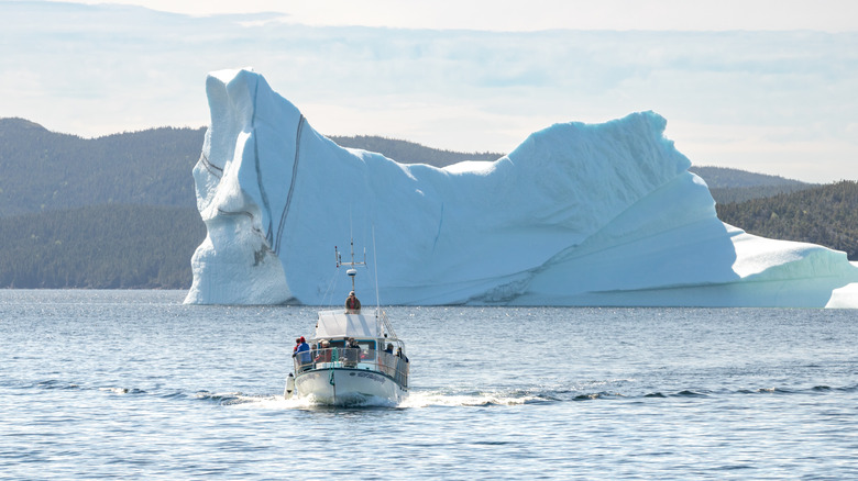 boat tour iceberg alley Newfoundland