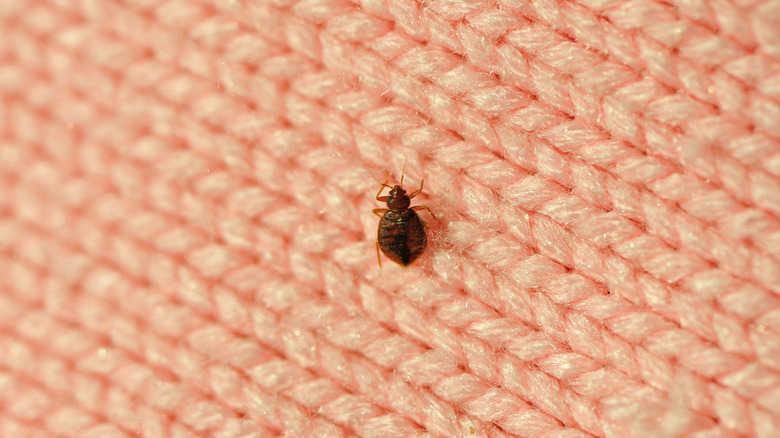 Close-up of a bed bug on wool fabric