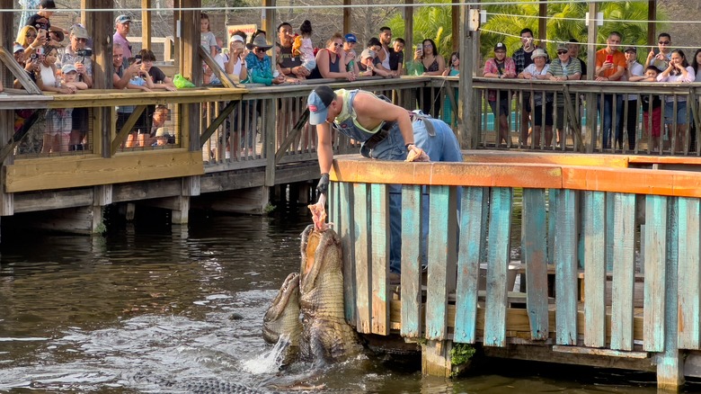 alligator feeding tourism