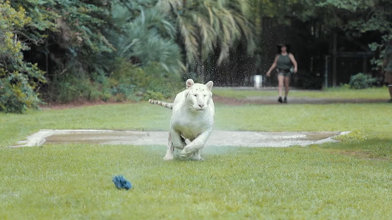 tiger running on grass