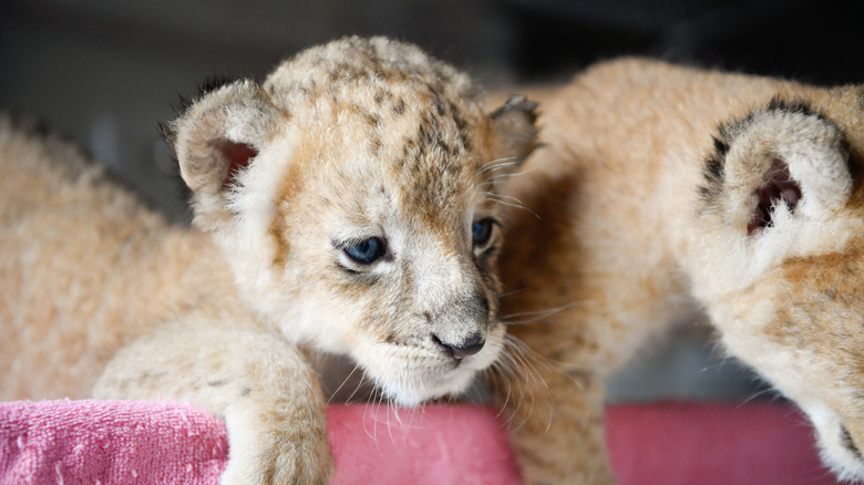 two lion cubs