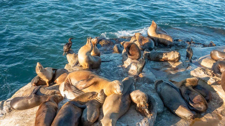 La Jolla sea lions