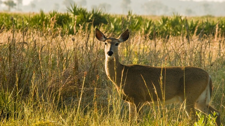 Deer in Kissimmee Prairie Preserve Park
