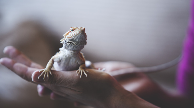 Pair of hands holding a white lizard