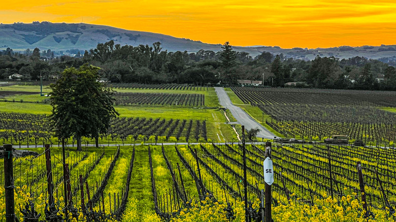 A vineyard in Sonoma, California