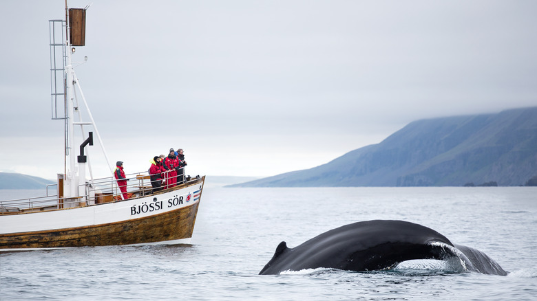 Boat and whale at sea