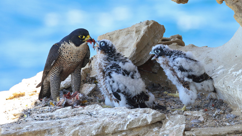 Falcon feeding two chicks