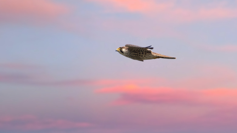 Falcon soaring in sunset sky