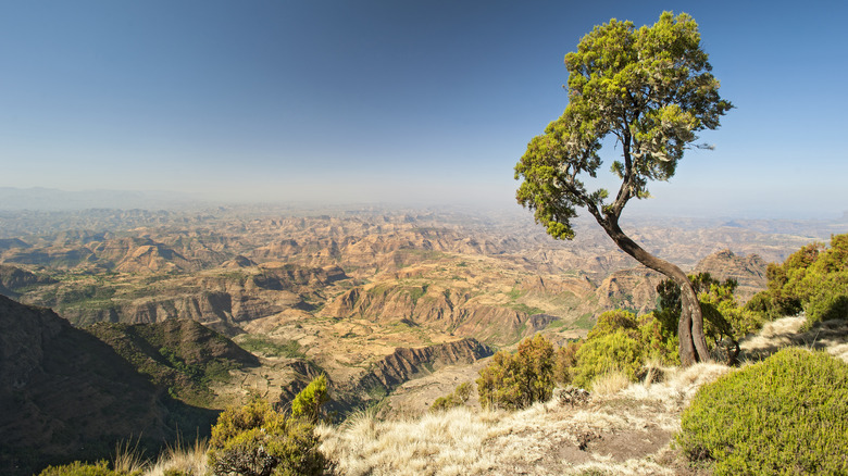 simien mountains Ethiopia tree