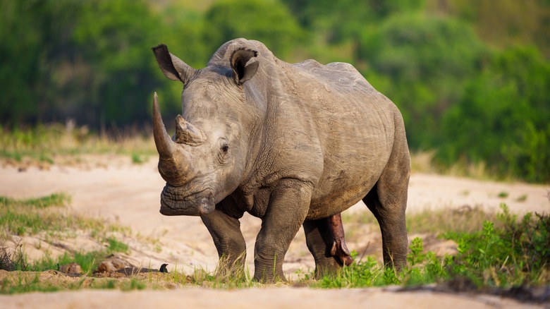 A rhino in Africa