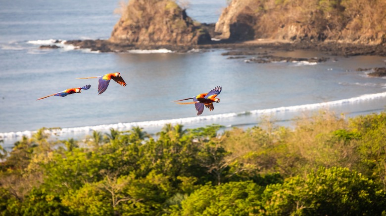 Birds in Costa Rica