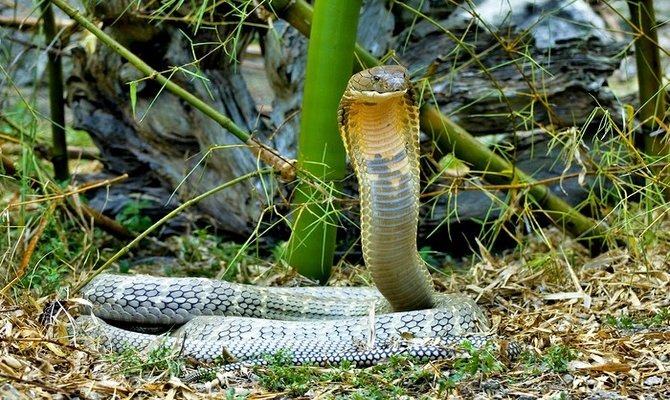 The World's Most Dangerous Snakes