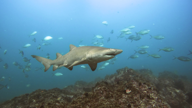 Nurse shark in Byron Bay