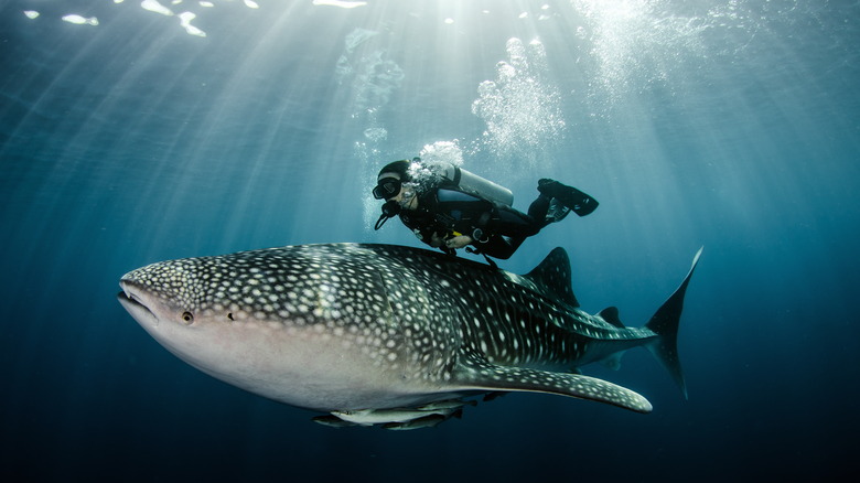 Diver with a whale shark