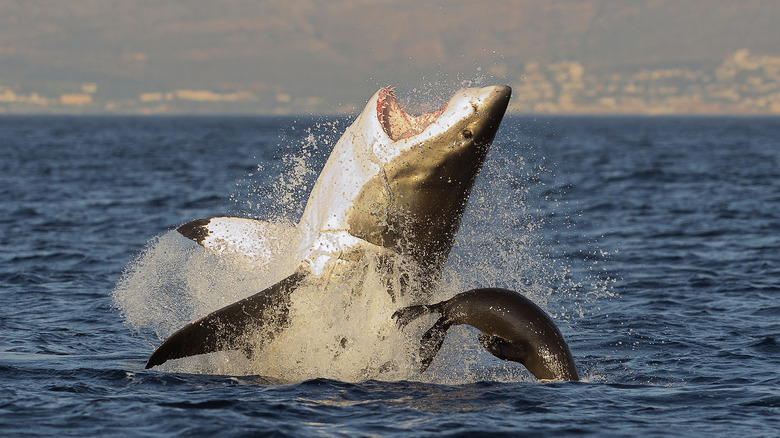 Great white shark, Gansbaai