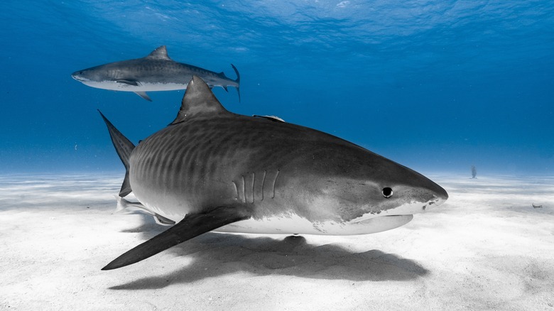 Tiger shark in The Bahamas