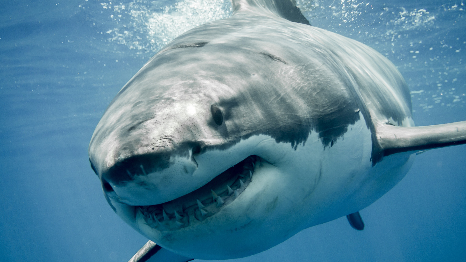 Shark attacks in Australia most prevalent in the world. Why?