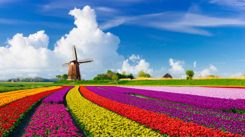 Tulip fields in the Netherlands