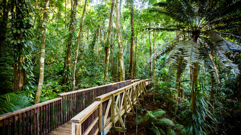 Daintree Rainforest boardwalk Queensland Australia