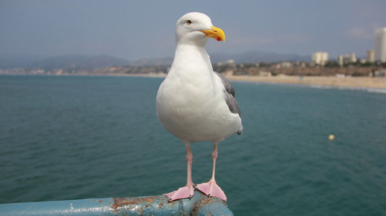 A seagull at Santa Monica Pier