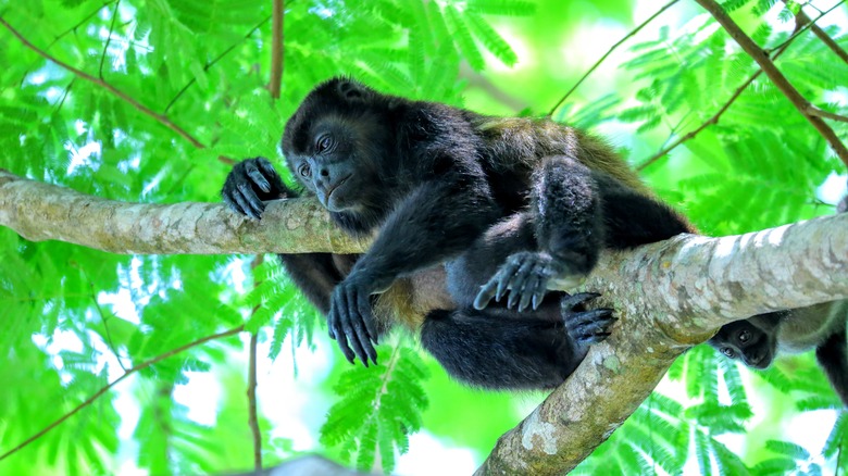 Howler Monkey