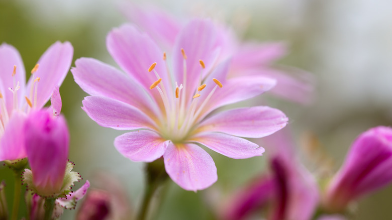 pink bitterroot flower in bloom