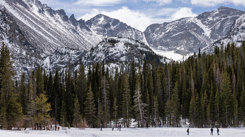 Rocky Mountain National Park evergreen trees