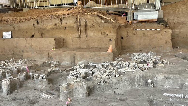archeological dig at Blackwater Draw