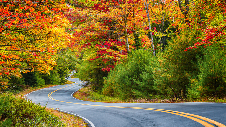 road through fall foliage