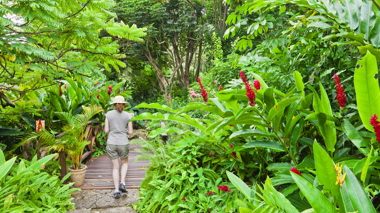 Botanic gardens in Barbados