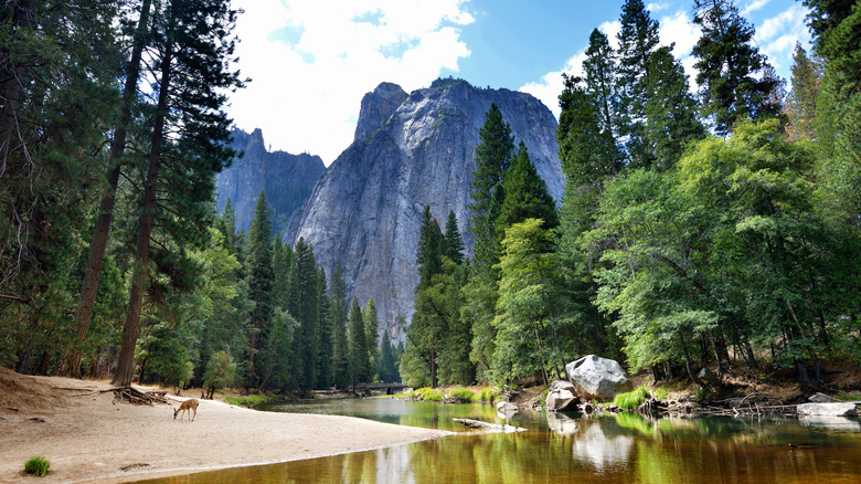 an upward-angled picture of Yosemite National Park