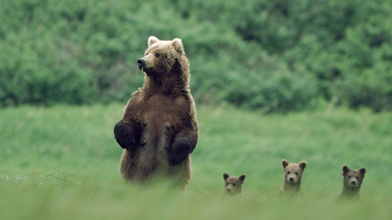 a bear and her three cubs