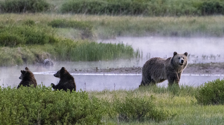 bear and cubs in Yellowstone National Park