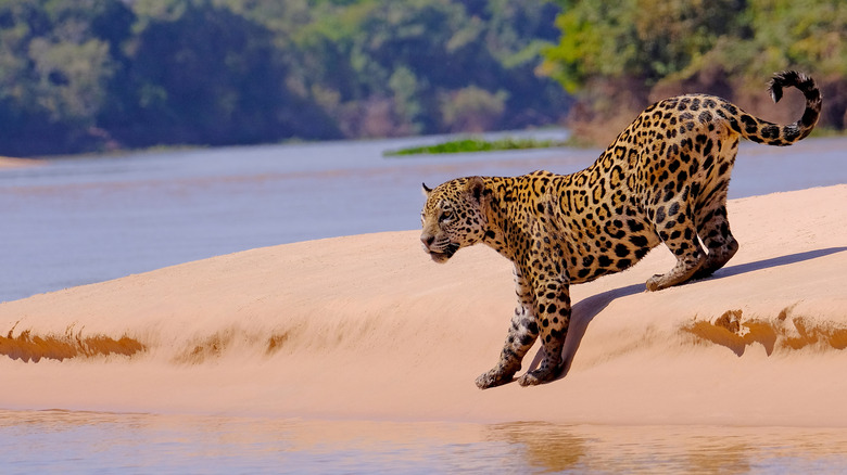 Jaguar in Brazil