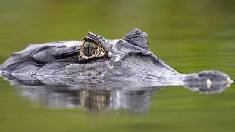 A caiman in the Amazon River