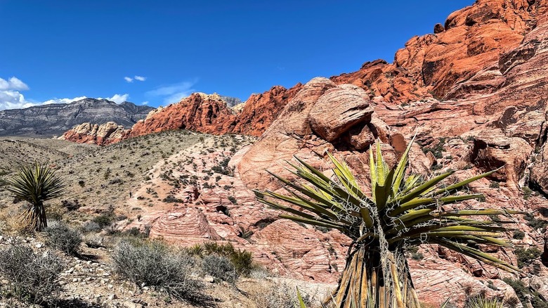 Yucca plants and red rocks