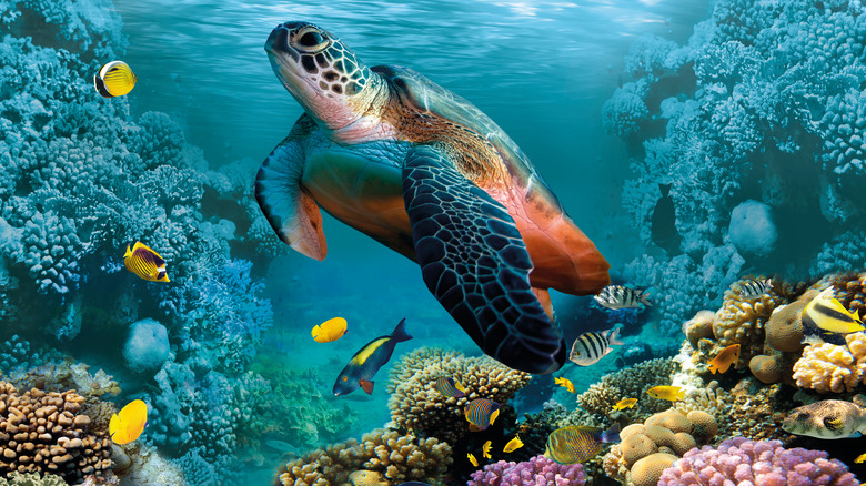 Sea turtle in the Caribbean