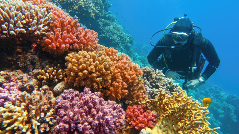 scuba diver with colorful reef