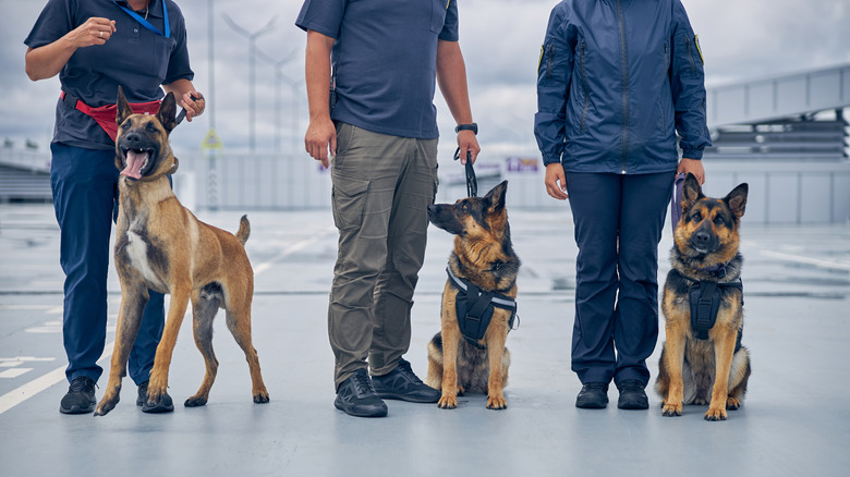 Three sniffer dogs and their handlers