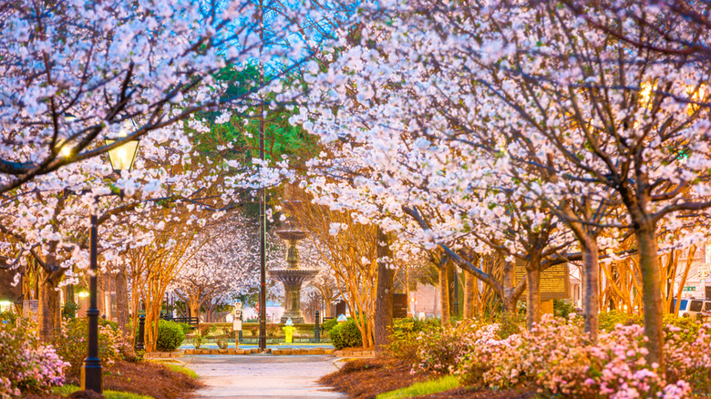 cherry blossom trees in Georgia