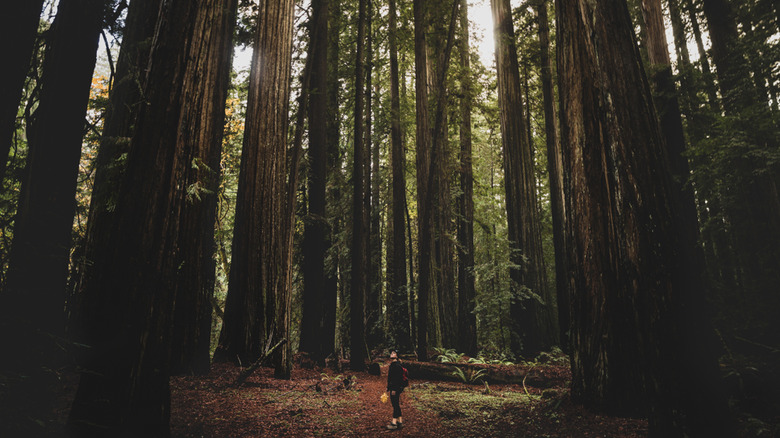  person looking up at Redwoods