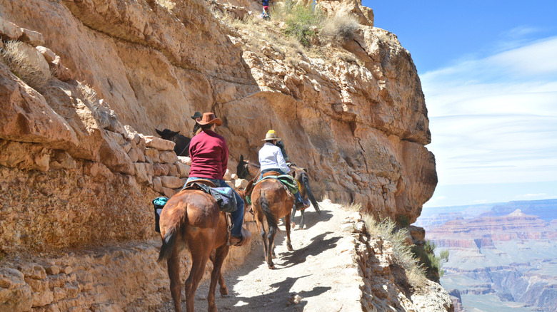people riding mules at the Grand Canyon