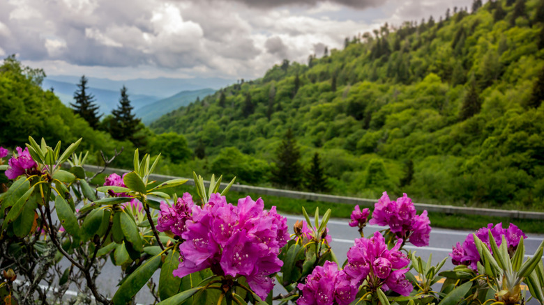  Great Smoky Mountain National Park