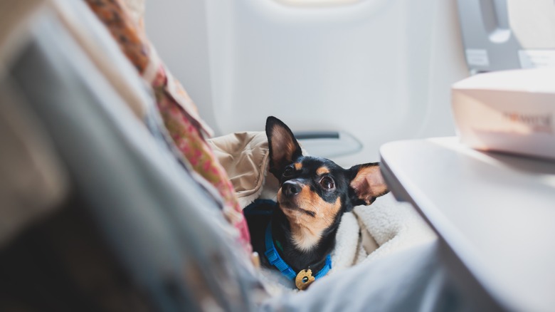 A dog on a plane