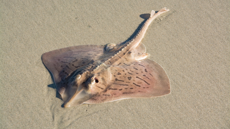 Stingray found in Huntington Beach