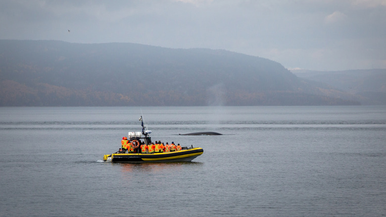 Whale-watching tour in Tadoussac