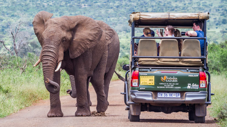 elephant near safari tour truck