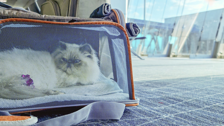 Cat sitting calmly inside carrier